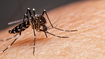 Os repelentes podem ser uma grande ferramenta para evitar a dengue agora que a doença está em alta.