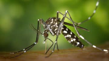 É preciso se proteger do mosquito da dengue
