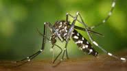 É preciso se proteger do mosquito da dengue