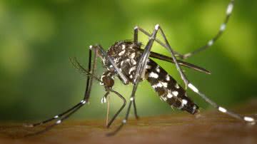 O mosquito da dengue